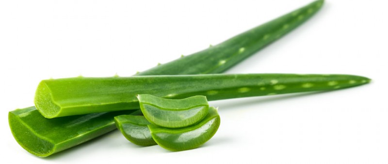 ALOE VERA Aloe barbadensis