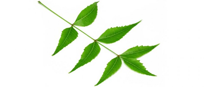 NEEM Azadirachta indica